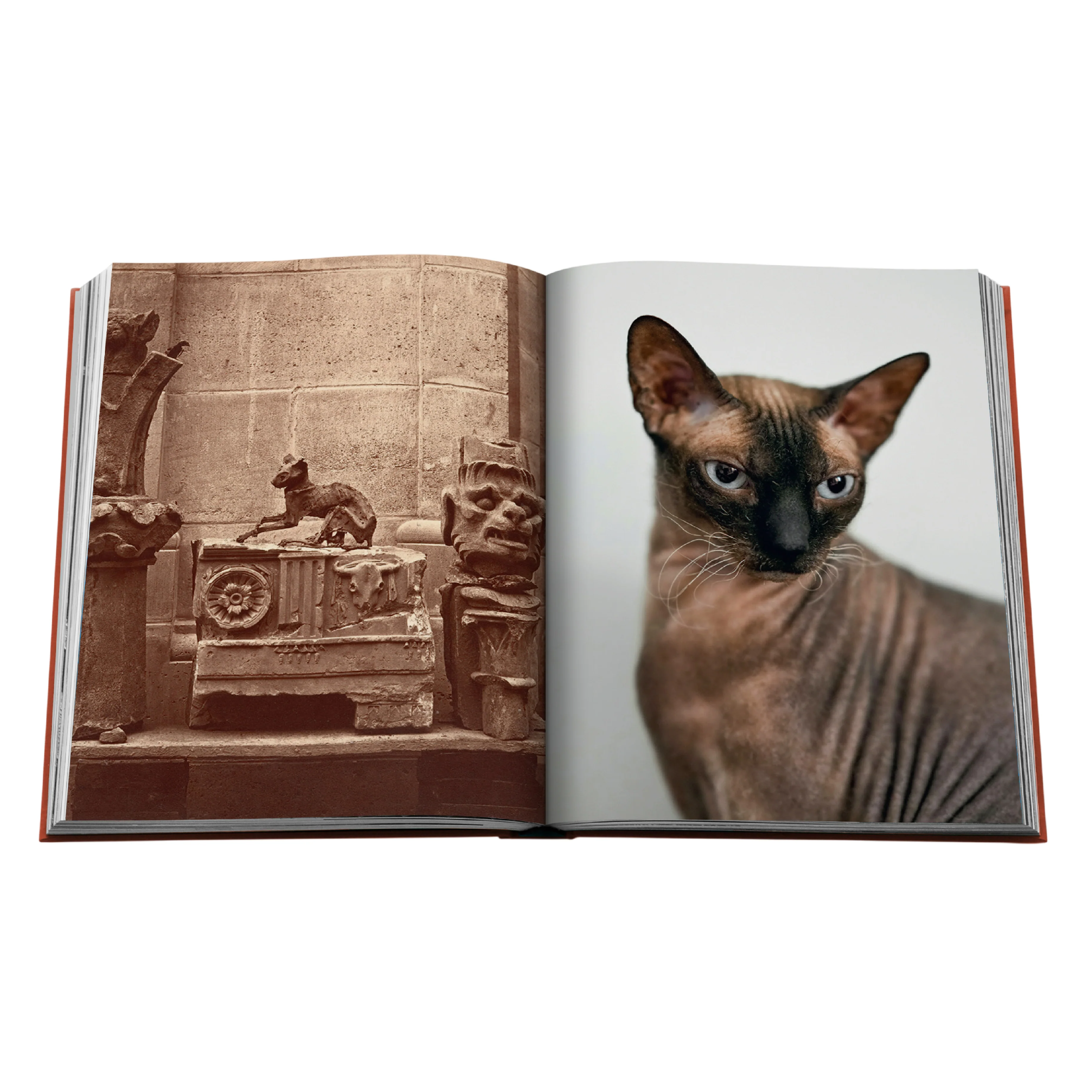 'Chic Cats' Book | Brett Martin - Image 3