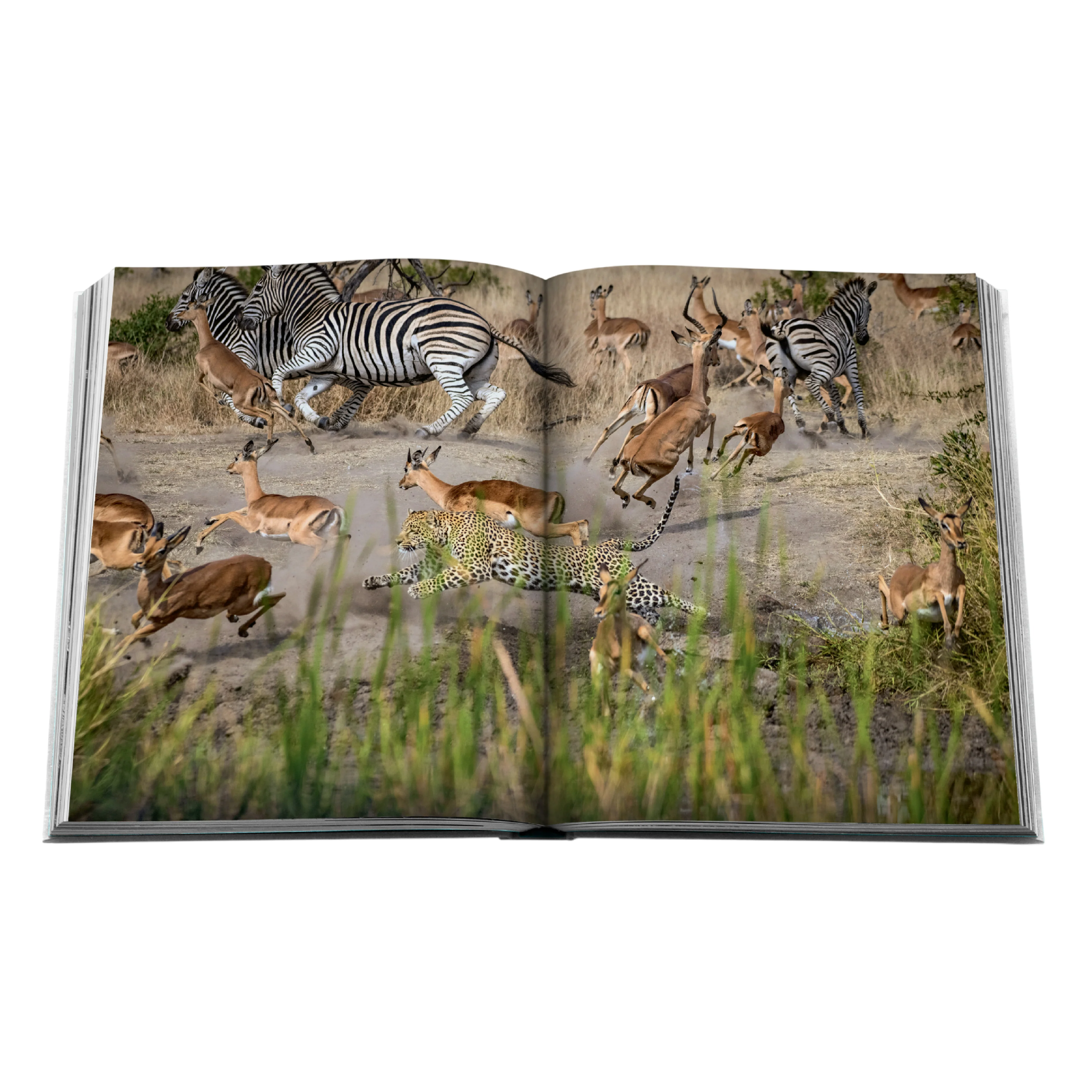 'Londolozi: The Safari that Changed Everything' Book | Hailey Wist - Image 4