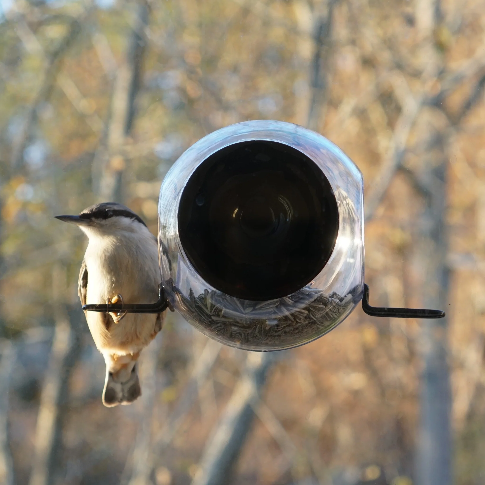 Window Bird Feeder - Image 4