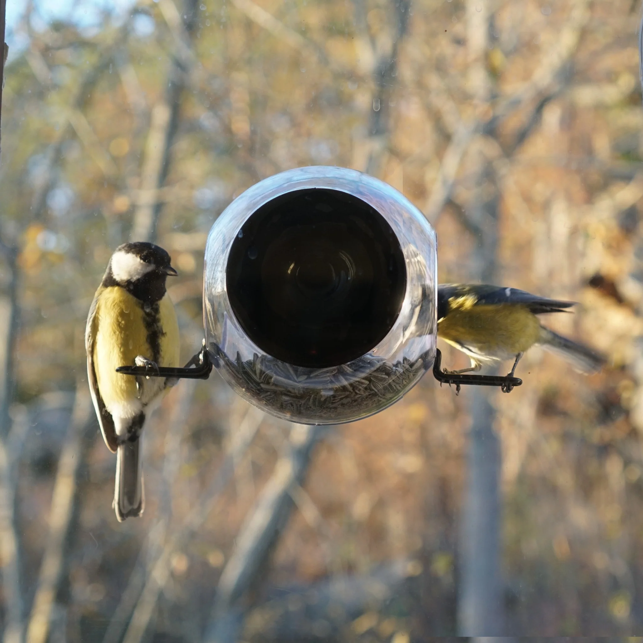 Window Bird Feeder - Image 6