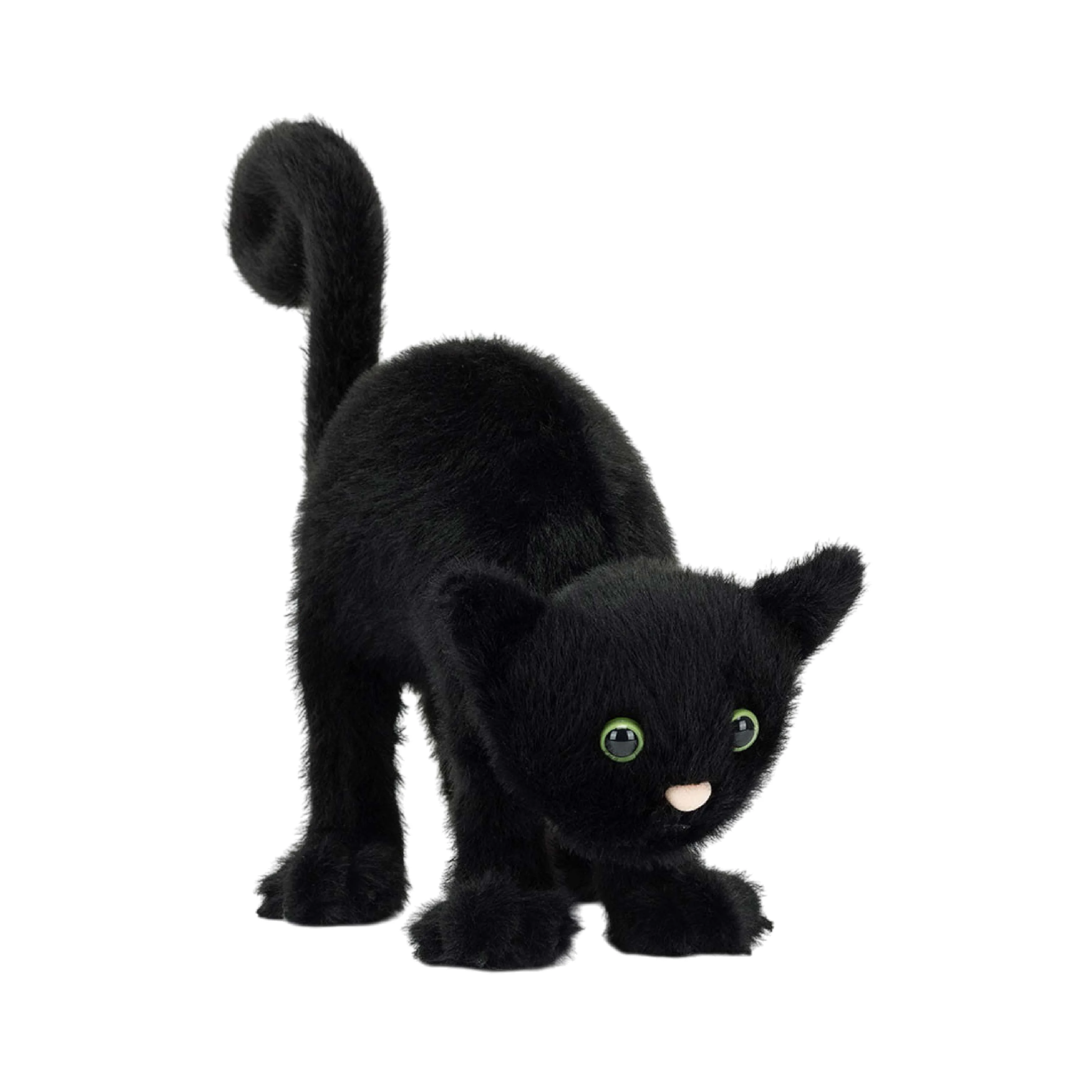 Spookipaws Cat