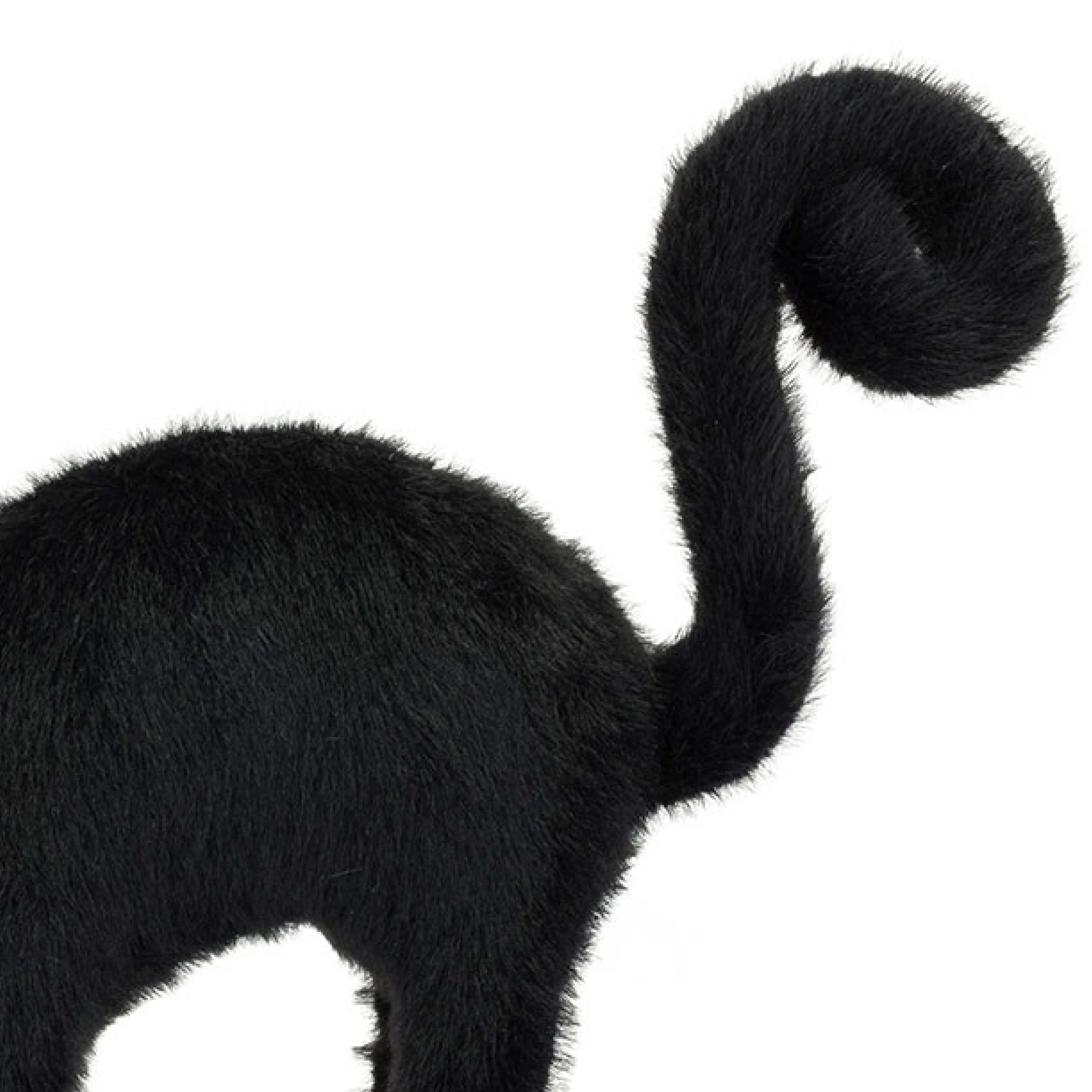 Spookipaws Cat - Image 2