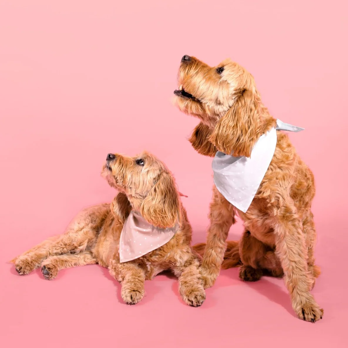 Dog Bandana & Scrunchie Set | Pink - Image 2