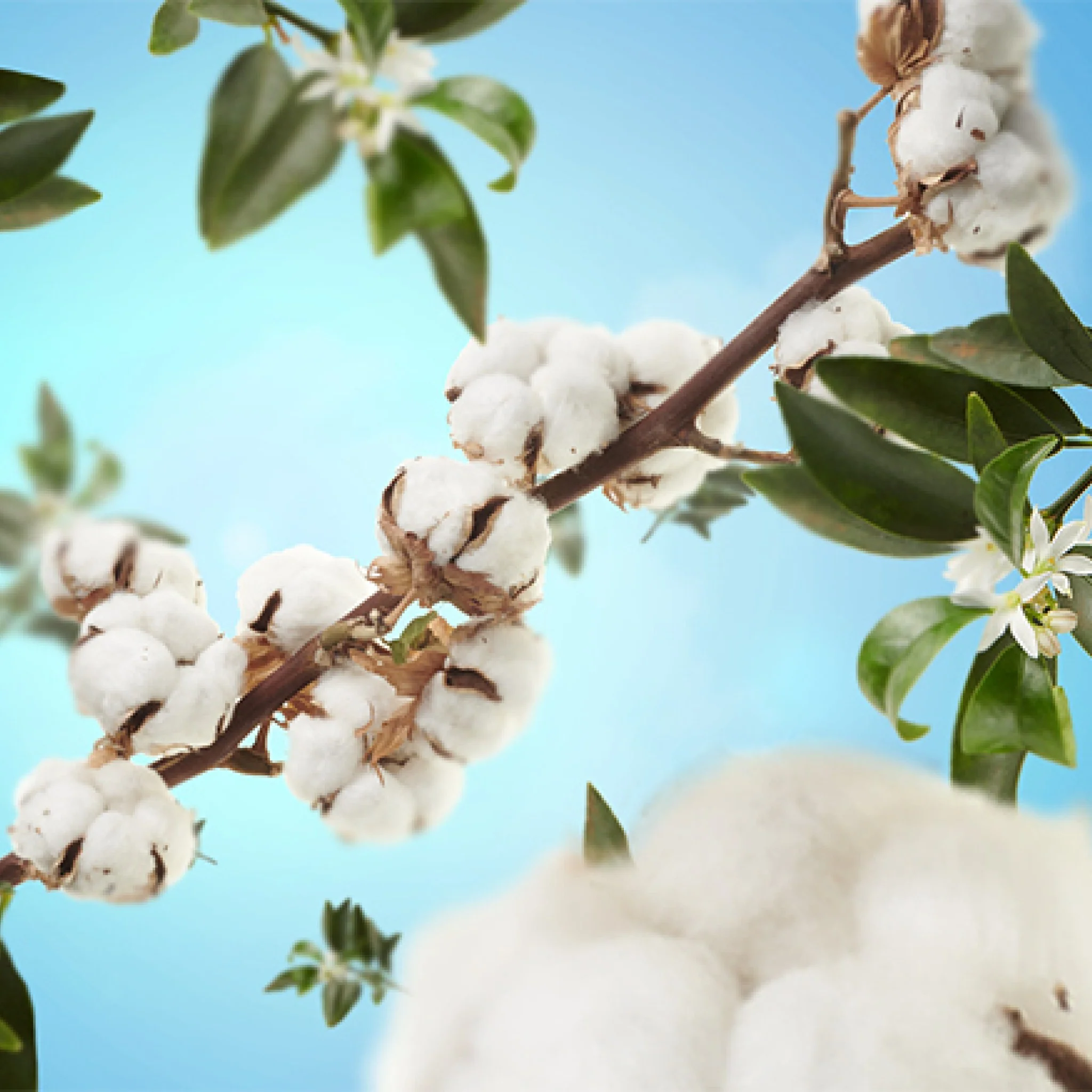 Fragrance Lamp Refill | Cotton Caress | 1L - Image 2