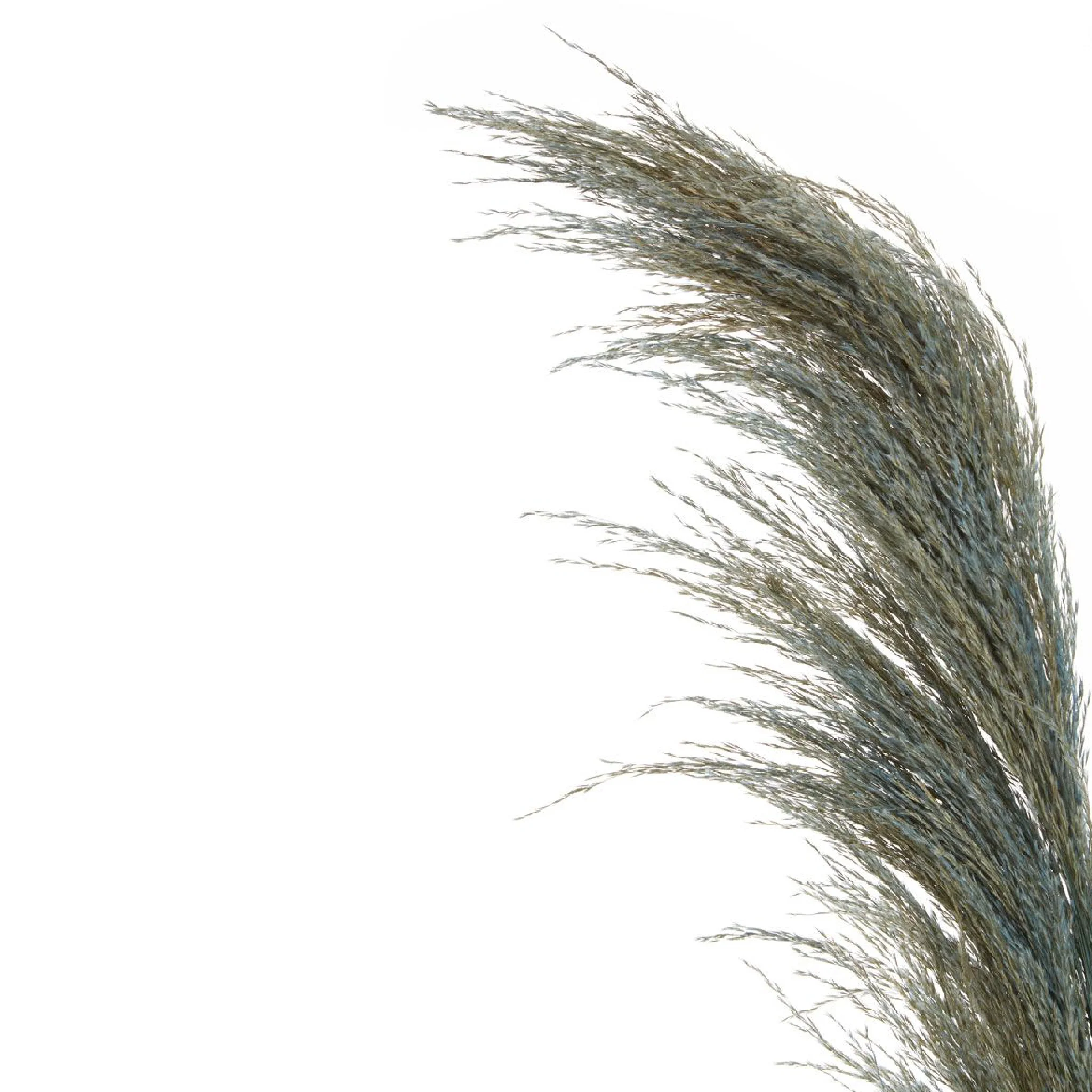 Fiori Pampas Grass | Blue Stem - Image 3