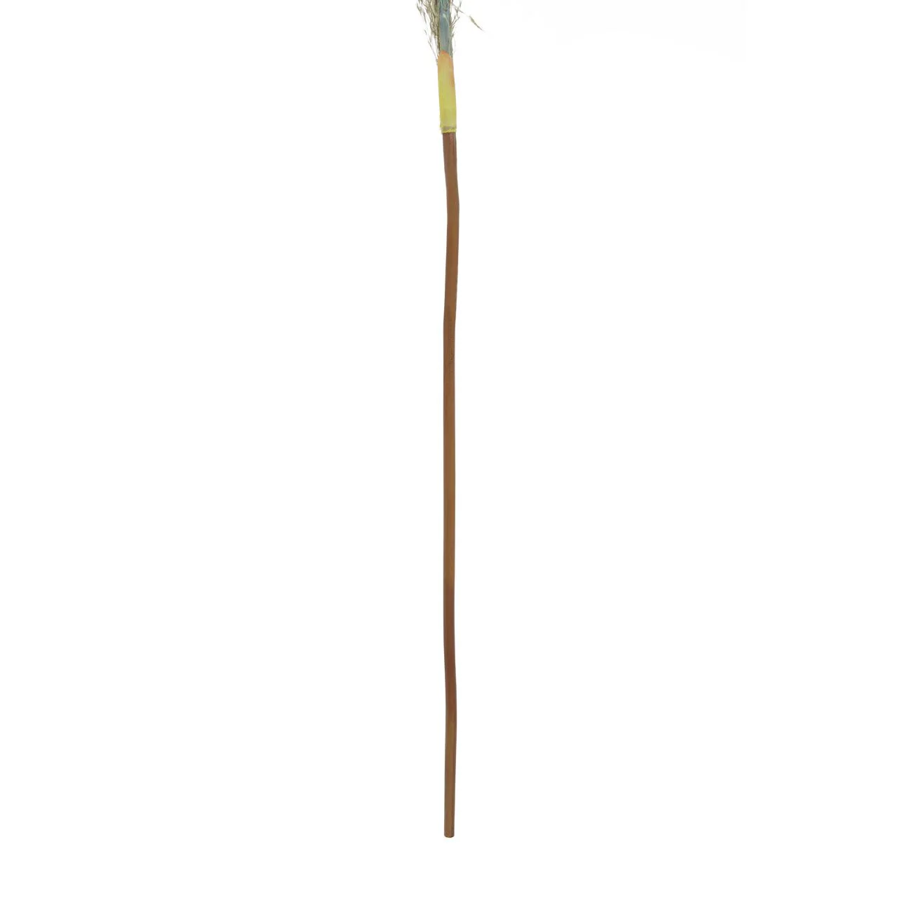 Fiori Pampas Grass | Blue Stem - Image 4