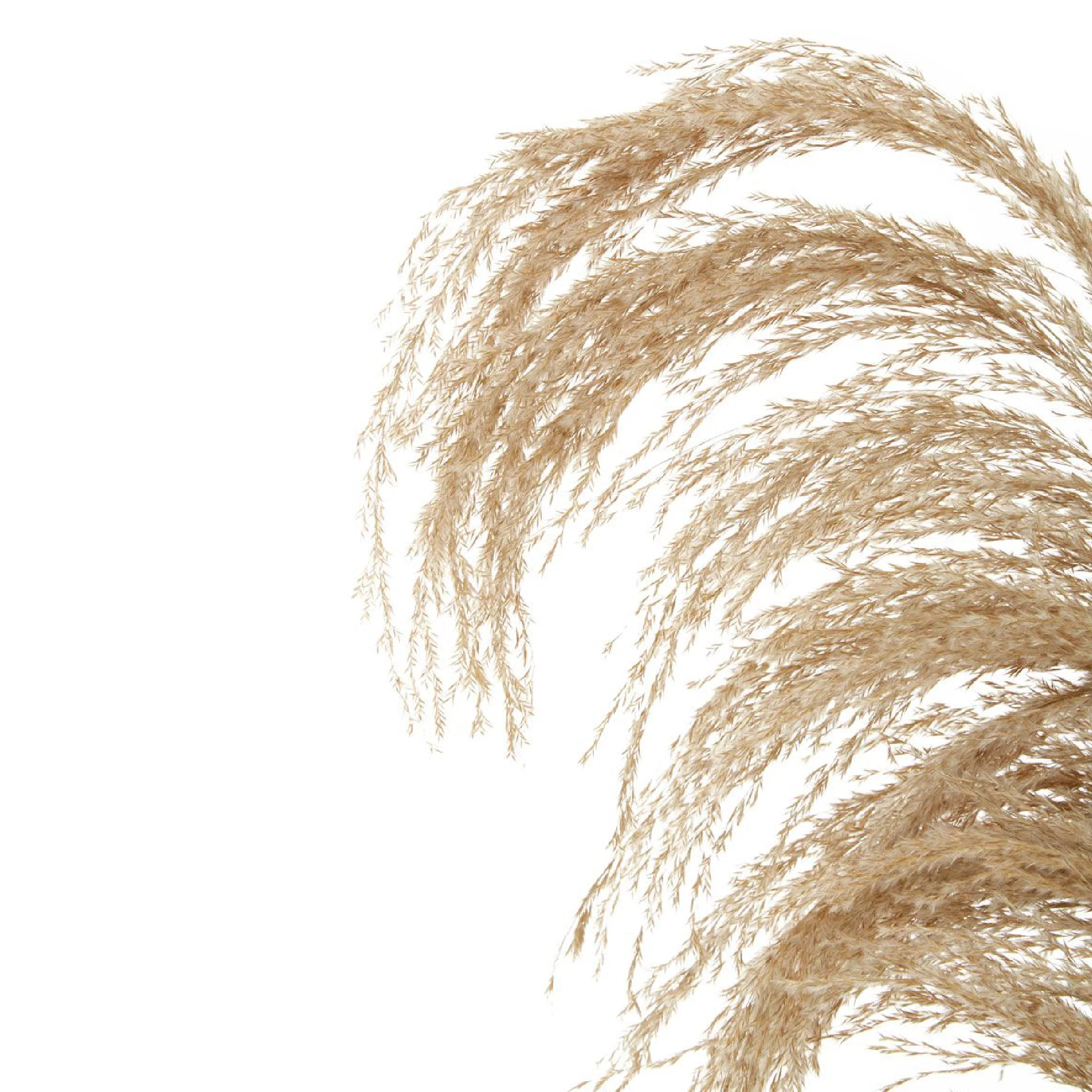 Fiori Pampas Grass | Natural Stem - Image 3