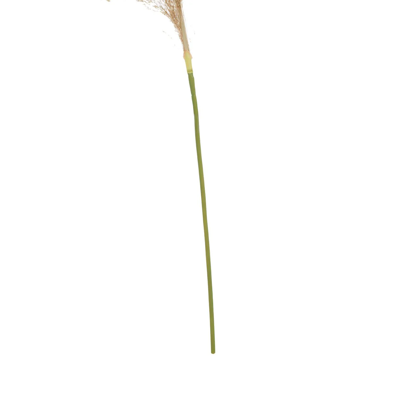 Fiori Pampas Grass | Natural Stem - Image 4