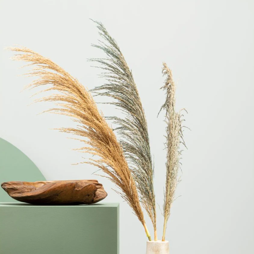 Fiori Pampas Grass | Natural Stem - Image 5