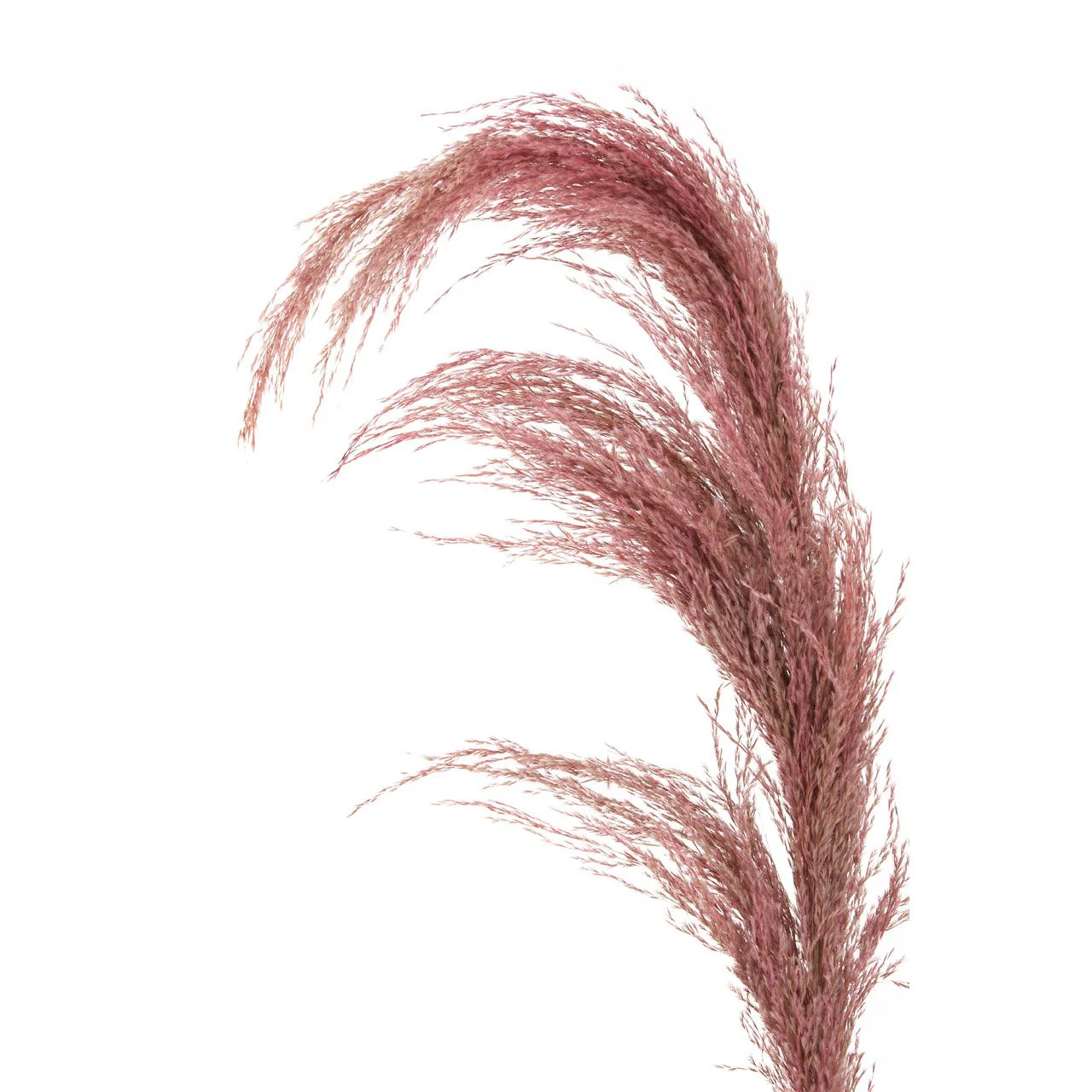 Fiori Pampas Grass | Pink Stem - Image 3