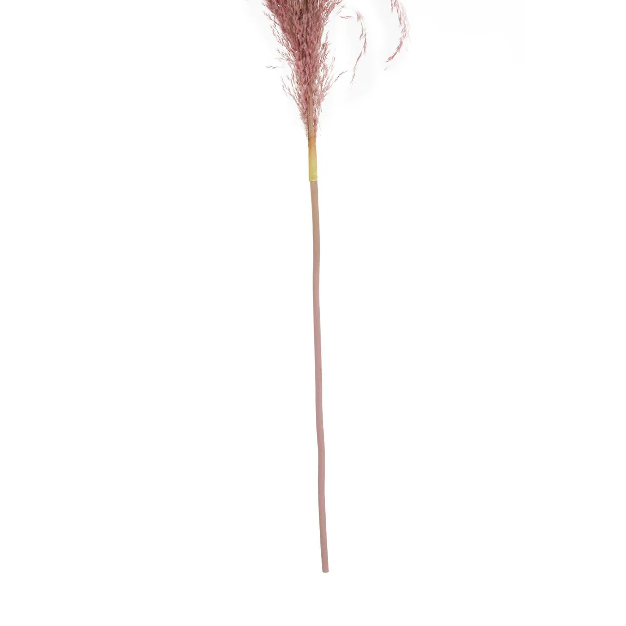 Fiori Pampas Grass | Pink Stem - Image 4