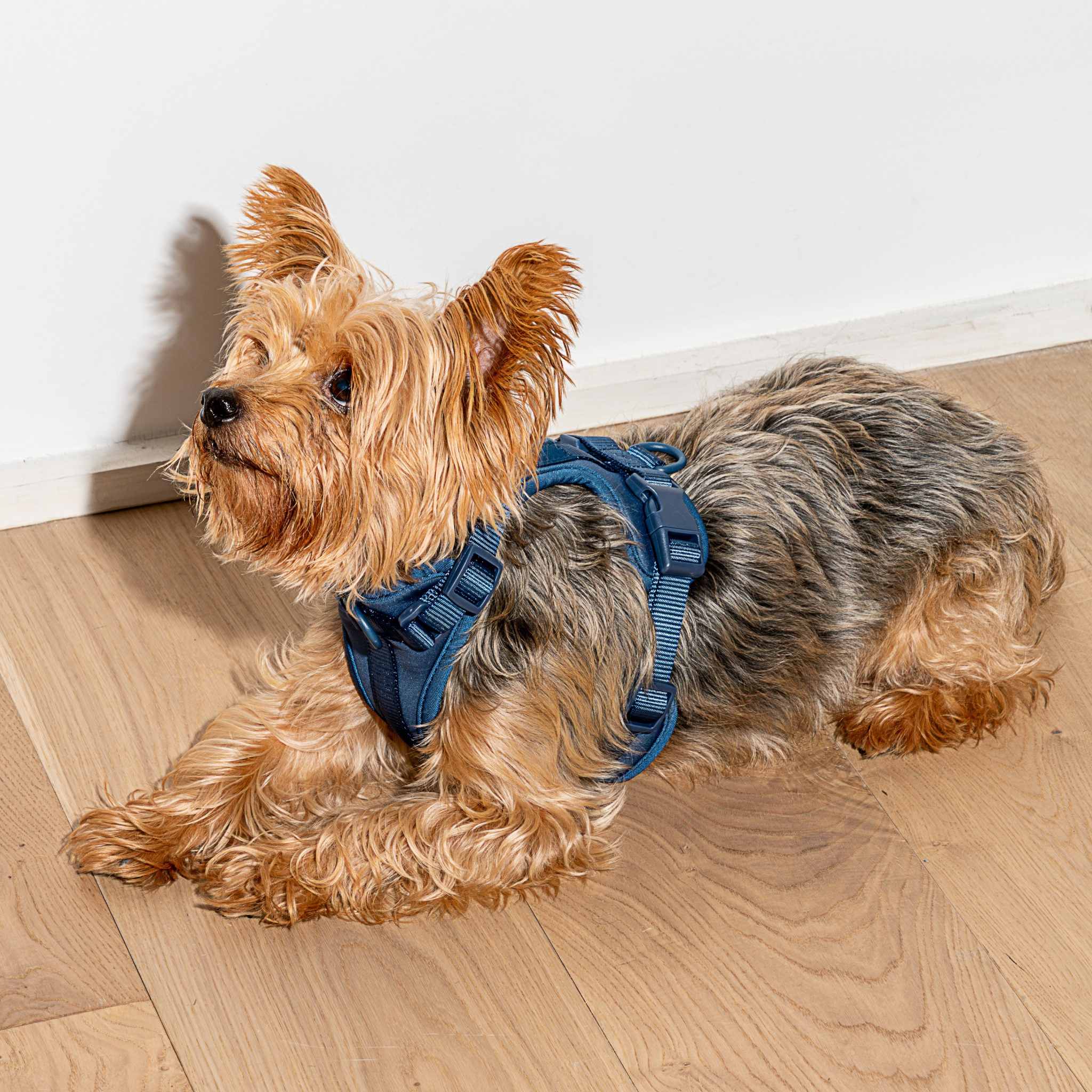 Cushioned Dog Harness | Blue - Image 2