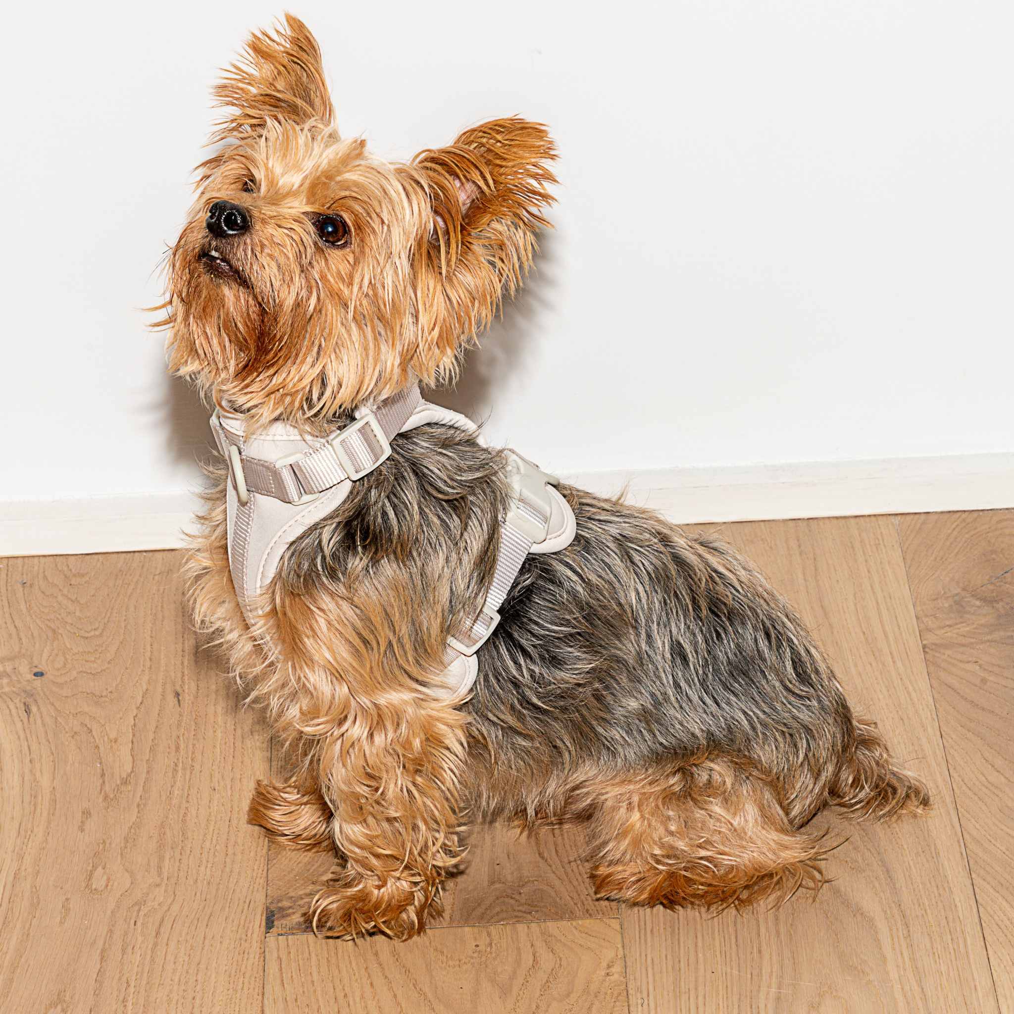 Cushioned Dog Harness | Grey - Image 3