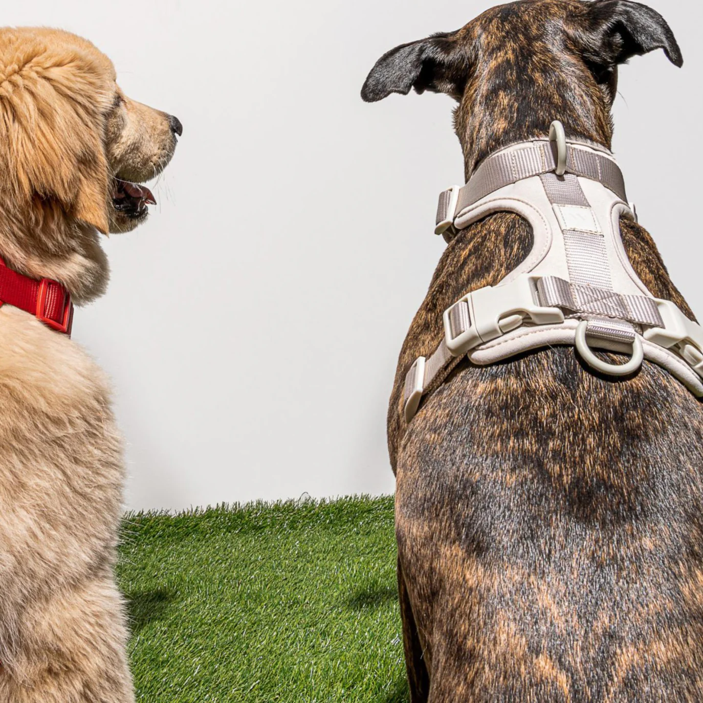 Cushioned Dog Harness | Grey - Image 4