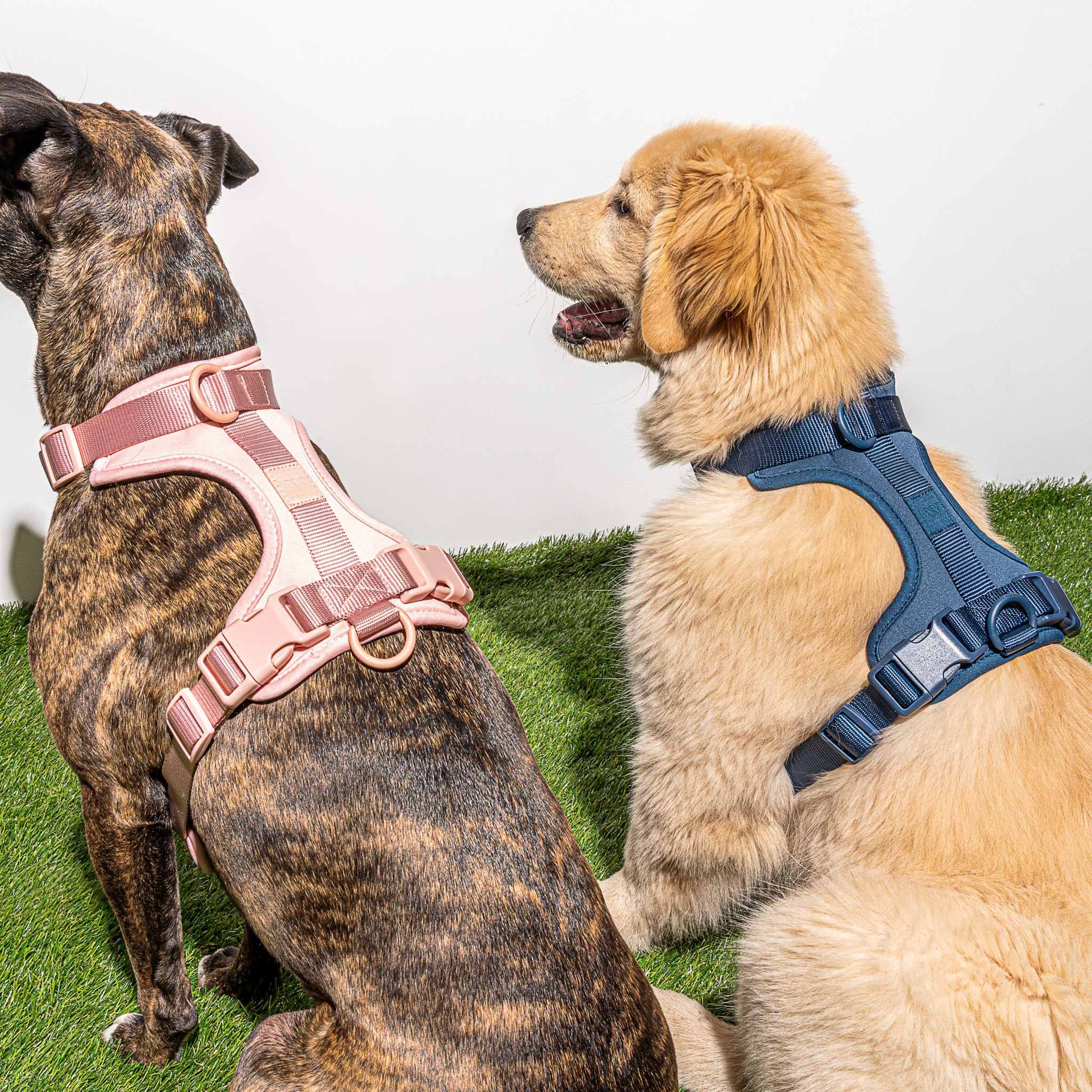 Cushioned Dog Harness | Pink - Image 4