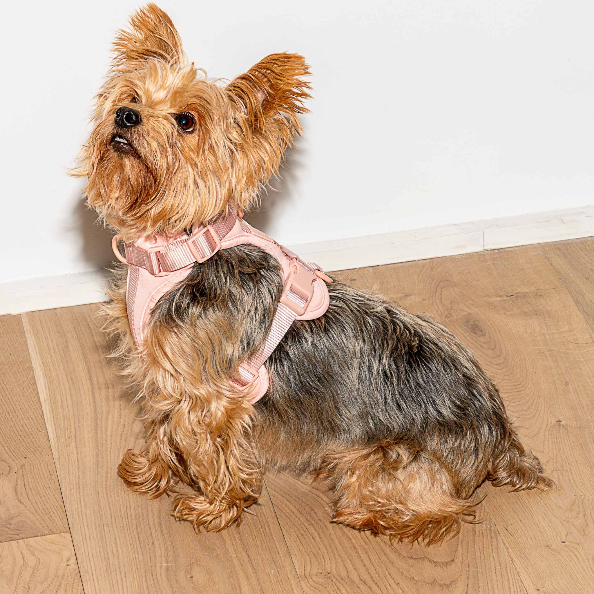 Cushioned Dog Harness | Pink - Image 6